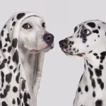 How Leaders Influence Boardrooms with Personal Brand By Executive Presence & Storytelling Coach Anand Munshi